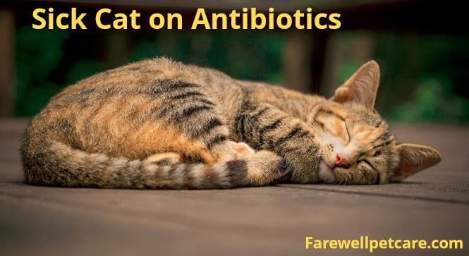 Cat on antibiotics not eating