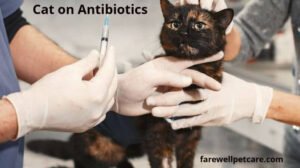 Cat on antibiotics not eating