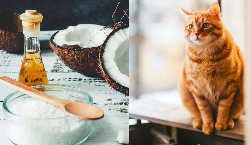 Coconut oil for cat urinary tract infection