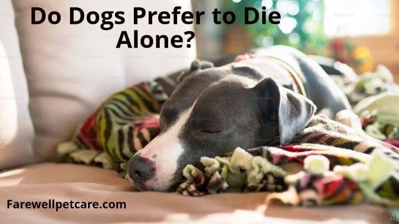 Do Dogs Prefer To Die Alone