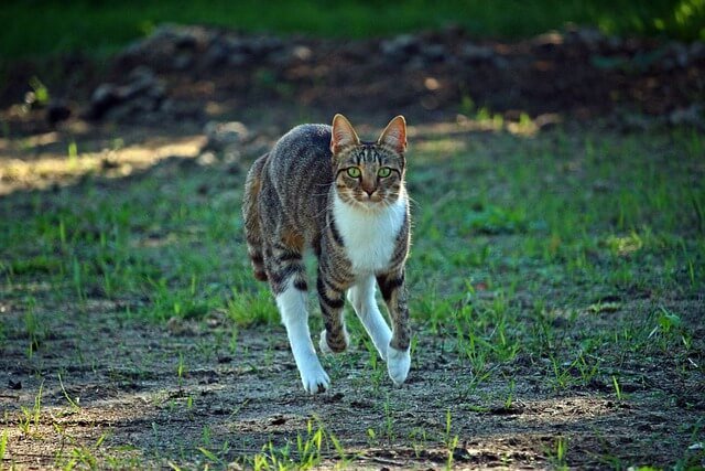 Why Do Cats Run Fast After Pooping