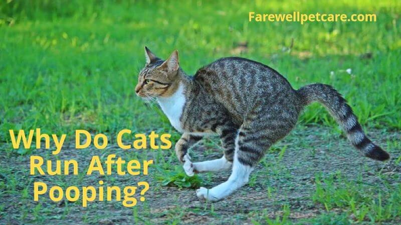 why-do-cats-run-after-pooping-5-causes-and-their-solutions-farewell