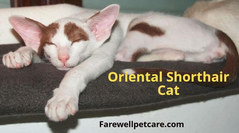 Are oriental shorthair cats hypoallergenic