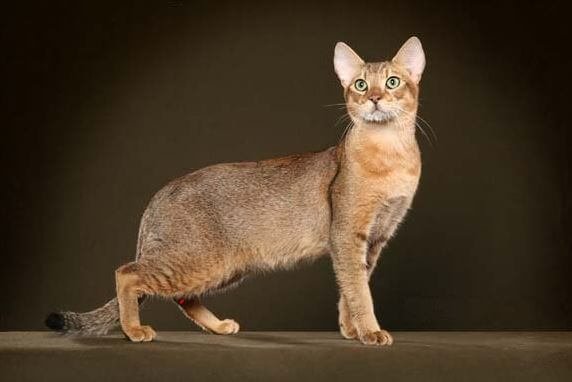 10 Cat Breeds With Long Legs: Their Personalities and Care Guide ...