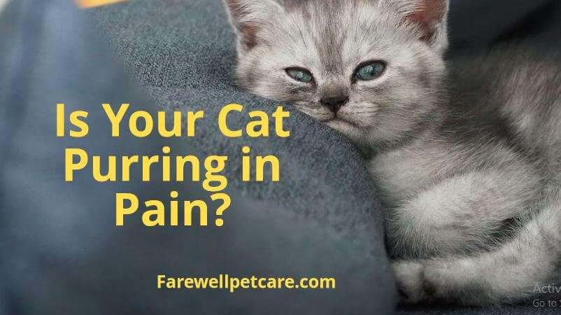 How to tell if a cat is purring in pain