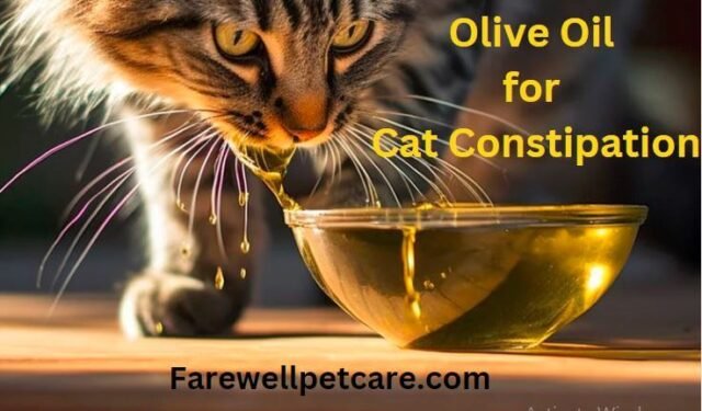 Give Cat Olive Oil For Constipation