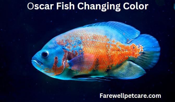 Oscar fish discoloration