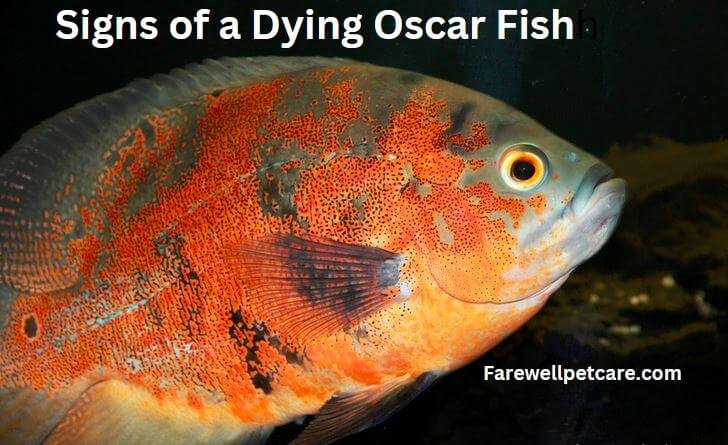 Signs of a dying Oscar Fish
