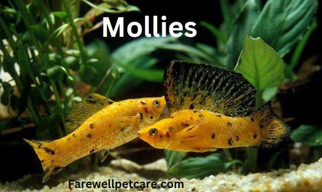 Molly fish
