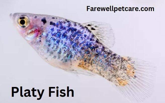 Platy fish
