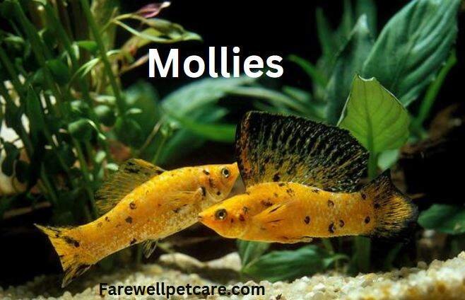 Signs of a dying molly fish