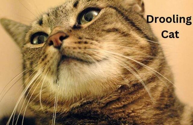 Is Your Cat Drooling? 4 Reasons Why and Helpful Tips - Farewell Pet Care