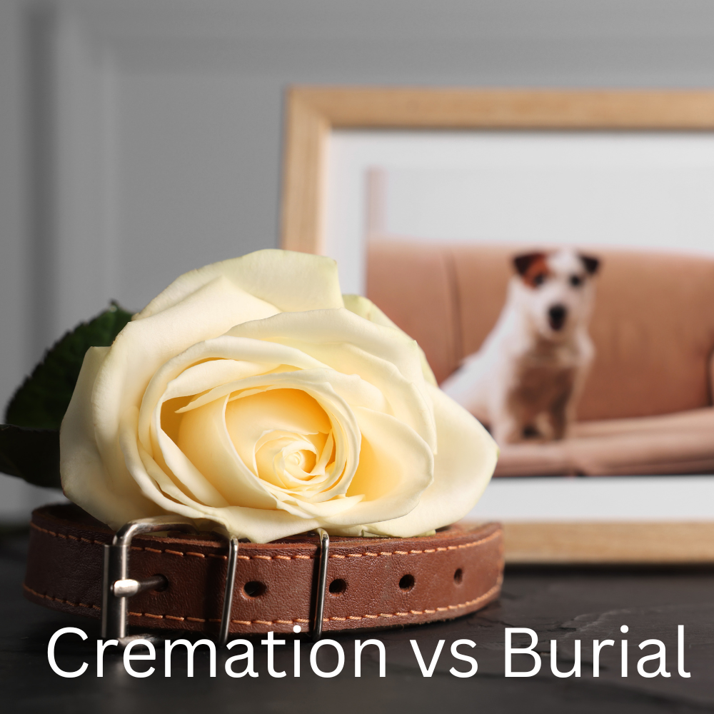 Burial Vs Cremation: The Ultimate Guide - Farewell Pet Care