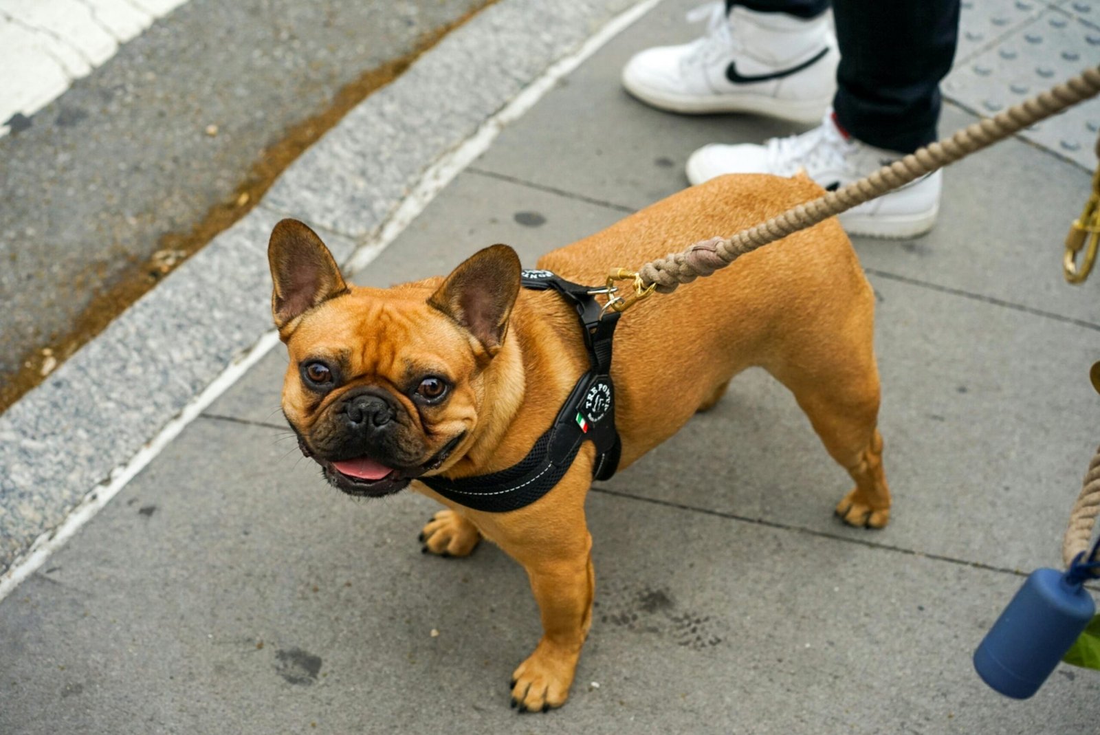 French Bulldog on a Leash